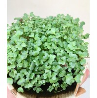 Micro Greens - Mustard  (live plant - cut and use)